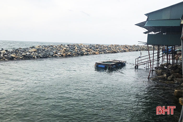 Mực nhảy Vũng Áng